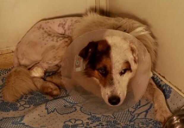 В Кривом Роге спасают собаку, которой владелица отрезала половой орган - 