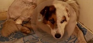 В Кривом Роге спасают пса, которому владелица отрезала половой орган