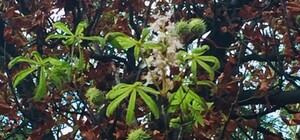 Аномальний вересень: в Одесі знову цвітуть каштани (фотофакт)