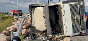 На трасі під Дніпром перевернулася вантажівка, яка везла 150 свиней