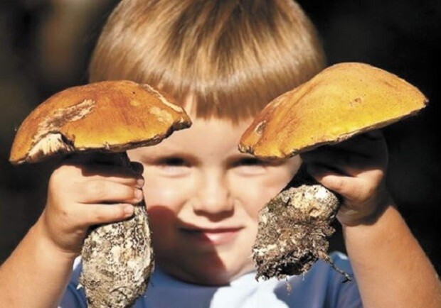 На Дніпропетровщині зафіксували випадок отруєння грибами: постраждала 2-річна дитина - 