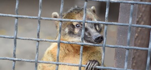 Животных из запорожской детской железной дороги эвакуировали во Львов