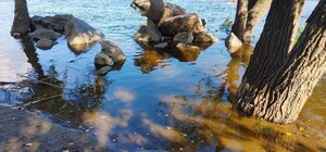 Днепровская вода подтопила на Оболони парк 