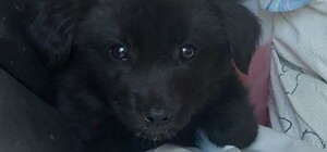 У могилы погибшего одесского зоозащитника нашли 10 щенков