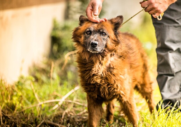 Проблемы с сердцем: как чувствует себя собака Крым, пострадавший от ракетного удара 