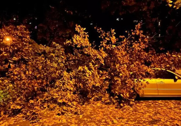 У Дніпрі велике дерево впало на припарковані автомобілі 