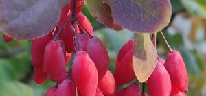 В Ботсаду Одессы наступила осень (фото)