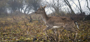 В заповедник Одесской области завезли ланей 