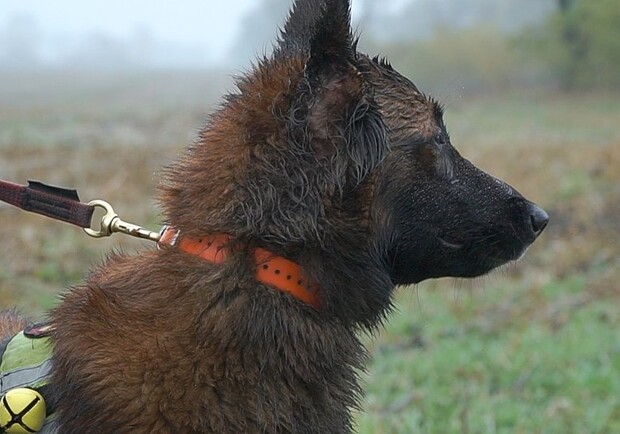 Як собаки-рятувальники з Дніпропетровщини шукають людей під завалами 