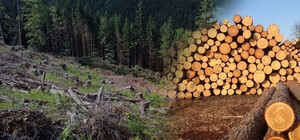 У Турці незаконно вирубані дерева конфіскували на потреби ЗСУ