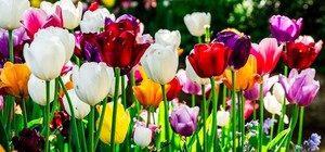 У Львові висадять 60 тисяч сортових тюльпанів з Нідерландів