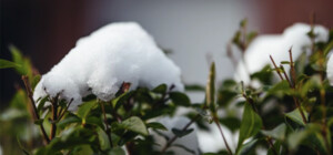 Когда в Запорожье прогнозируют морозы и первый снег