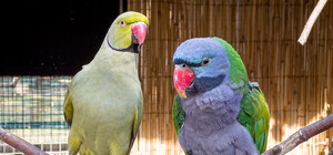 Одеський зоопарк проводитиме безкоштовні лекції