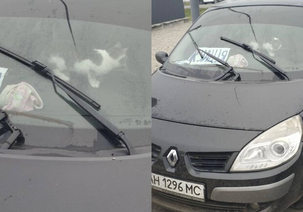 В Днепропетровской области котенка 4 дня провел в закрытой машине - 
