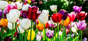 Голландські тюльпани висадять у містах та селах Львівської громади