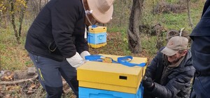 Бджіл із Харківської області евакуювали під Львів