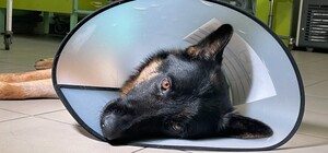 В Одесі лікують вівчарку, поранену під час обстрілу Херсонської області