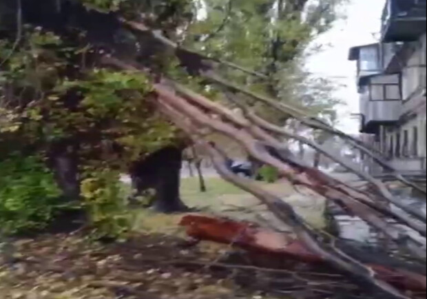 В Днепре из-за непогоды возле дома упало большое дерево 