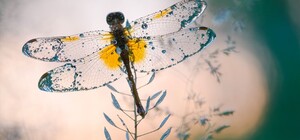 Три фотографии из Киева могут стать 