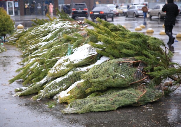 Где в Днепре будут продавать новогодние елки - 