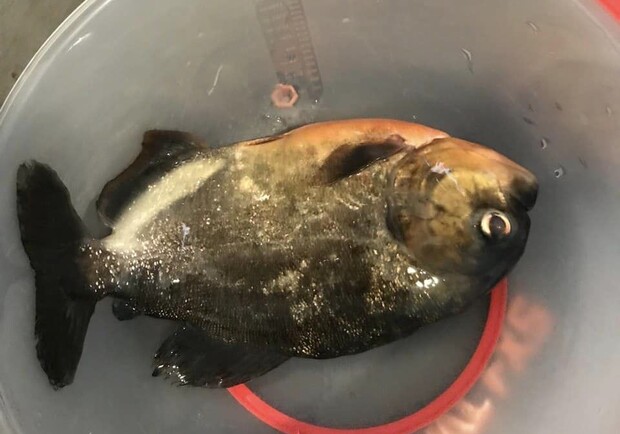 У Дніпрі через відсутність світла гинуть унікальні риби в "Акваріумі" - 