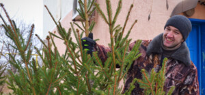 Є відповідь: чи будуть продавати у Львові живі новорічні ялинки