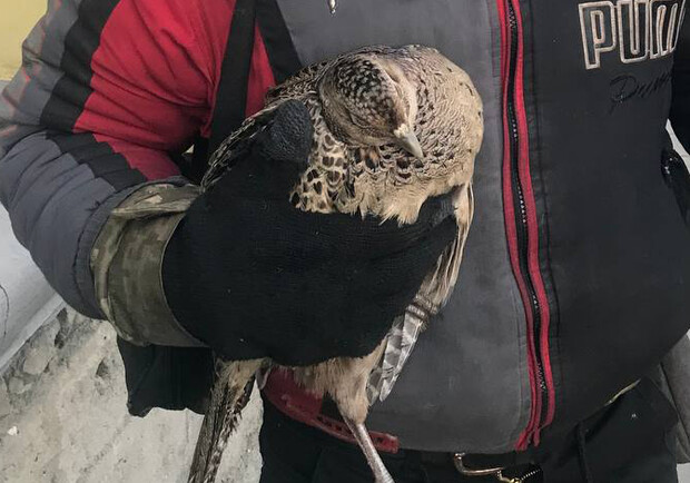 В Днепре задержали браконьера, который пытался продать птиц в полуобморочном состоянии 