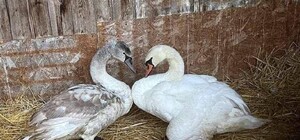 Четверых убили, а двоих ранили: под Киевом браконьеры постреляли лебедей