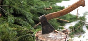 КГГА напоминает о штрафах за незаконную вырубку елок