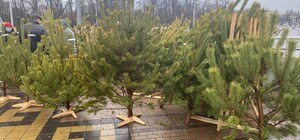 Скільки коштуватимуть ялинки та сосни на офіційних міських базарах