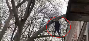 В Одесі працівники ДСНС зняли з дерева чоловіка, якого вона не пустила через вікно