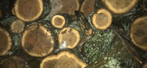 Зрубав дуби та погрожував поліцейським: на Харківщині судитимуть 