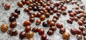 У парк на Львівщину прилетіли на зимівлю тисячі небезпечних сонечок