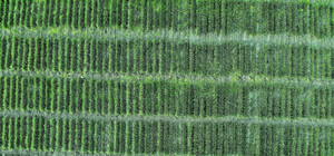 Национальной академии аграрных наук Украины вернули землю на 801 миллион