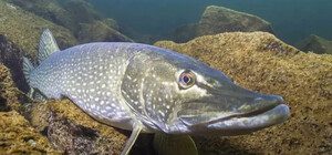 В Одесской области ввели запрет на вылов щуки и камбалы