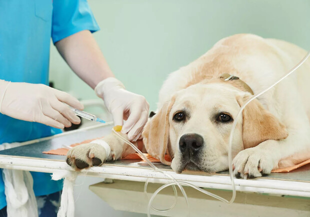 В Днепре бесплатно стерилизуют животных: какие условия – 