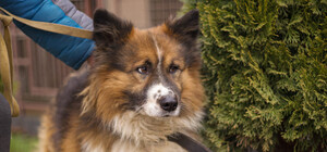 Кудлатий Джейк із ЛКП 