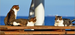 Получит ответ: когда в Одессу придет весна