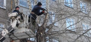 В усіх районах Львова проводять кронування дерев