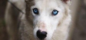 Блакитноока хаскі Аманта з львівського центру адопції чекає на 