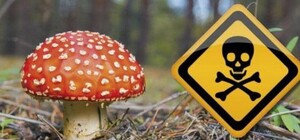 В Одесской области женщина отравилась консервированными грибами