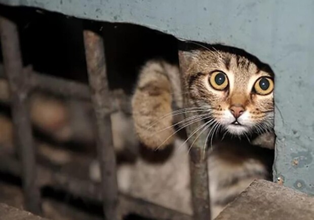 В Каменском в подвале лицея нашли замурованных кошек: подробности скандала 