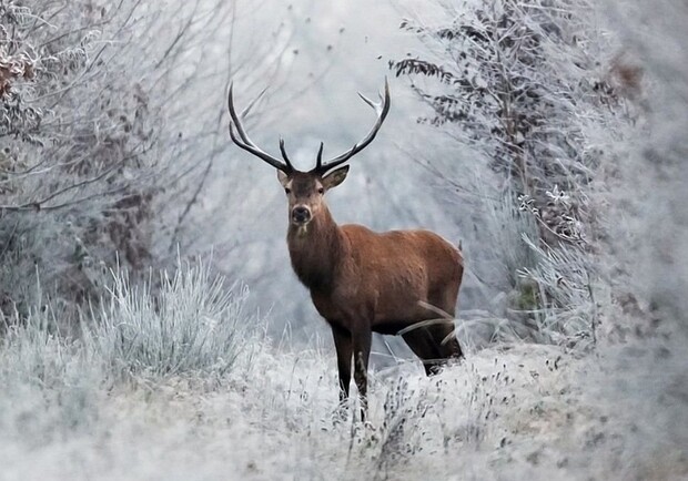 В Днепропетровской области за зиму стало больше диких животных: причина 