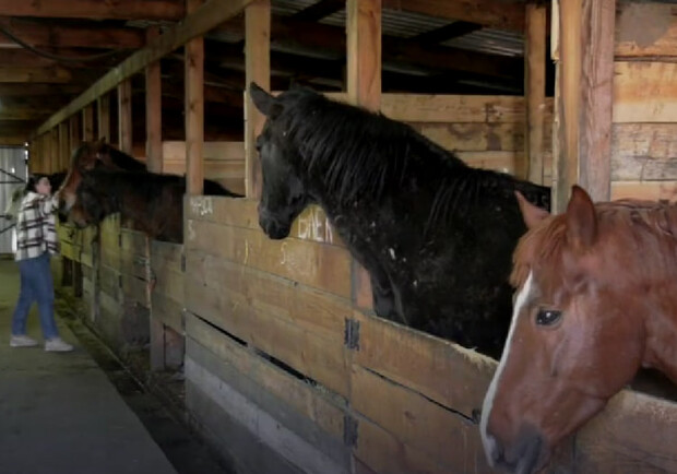 У Дніпрі рятують коней з Харківщини, яких хотіли з’їсти окупанти 