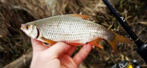 В Днепропетровской области запретят вылавливать рыбу: что нужно знать