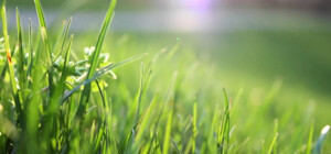 В Киевской области обнаружили очень редкий цветок - ФОТО