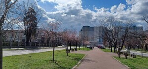 На Дарниці перед снігопадом зацвіли сакури