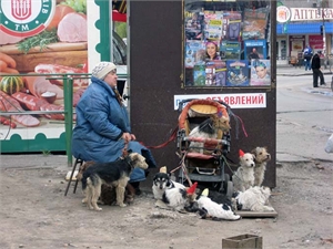 Один пес даже сидит в детской коляске. Фото с сайта kp.ua