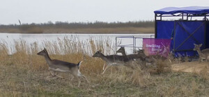 В Одесскую область завезли благородных ланей и оленей