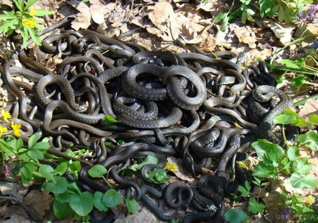 У Дніпрі на Монастирському острові помітили зміїне кубло (відео) 